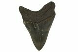 Serrated, Fossil Megalodon Tooth - Georgia #338638-2